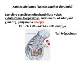 Dujų apykaitos procesas 2 puslapis