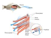 Dujų apykaitos procesas 11 puslapis