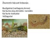 Dujų apykaitos procesas 14 puslapis