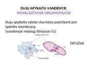Dujų apykaitos procesas 6 puslapis