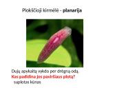 Dujų apykaitos procesas 8 puslapis