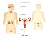 Apie endokrininę sistemą 2 puslapis