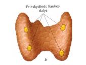 Apie endokrininę sistemą 15 puslapis