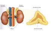 Apie endokrininę sistemą 18 puslapis