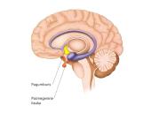 Apie endokrininę sistemą 6 puslapis