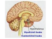 Apie endokrininę sistemą 9 puslapis