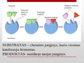 Fermentų veikimo specifiškumas 12 puslapis