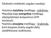 Fotosintezės pradžia 3 puslapis