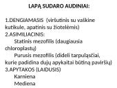 Fotosintezės pradžia 5 puslapis