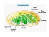 Fotosintezės pradžia 6 puslapis
