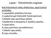 Fotosintezės pradžia 7 puslapis