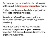 Fotosintezės fazės 2 puslapis