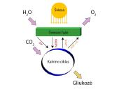 Fotosintezės fazės 11 puslapis