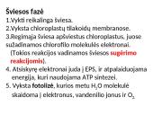 Fotosintezės fazės 12 puslapis