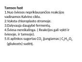 Fotosintezės fazės 13 puslapis