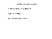 Fotosintezės fazės 19 puslapis