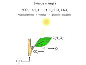 Fotosintezės fazės 3 puslapis