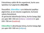 Fotosintezės fazės 4 puslapis