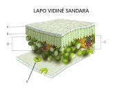 Fotosintezės fazės 5 puslapis