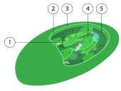 Fotosintezės fazės 8 puslapis