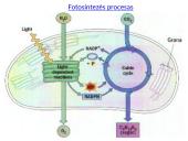 Fotosintezės fazės 10 puslapis