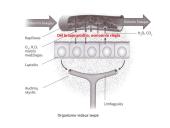 Homeostazė, jos samprata 4 puslapis