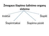 Žmogaus šalinimo organų sistema 3 puslapis