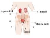 Žmogaus šalinimo organų sistema 4 puslapis