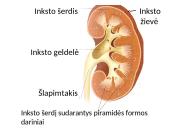 Žmogaus šalinimo organų sistema 7 puslapis