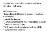 Žmogaus šalinimo organų sistema 10 puslapis