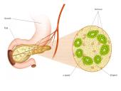 Kasa – mišri liauka 4 puslapis