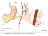 Kasa – mišri liauka 8 puslapis