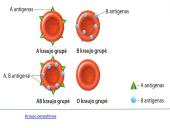 Kraujo grupės ir kraujo perpylimas 2 puslapis