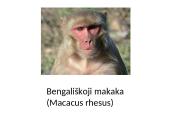 Kraujo grupės ir kraujo perpylimas 4 puslapis