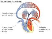 Kraujotakos ratai 2 puslapis