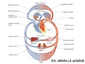 Kraujotakos ratai 3 puslapis