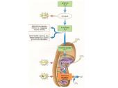 Aerobinio kvėpavimo etapai 11 puslapis