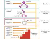 Aerobinio kvėpavimo etapai 12 puslapis