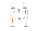 Aerobinio kvėpavimo etapai 3 puslapis