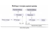Aerobinio kvėpavimo etapai 4 puslapis
