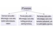 Aerobinio kvėpavimo etapai 7 puslapis