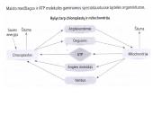 Aerobinio kvėpavimo etapai 8 puslapis