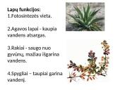 Medžiagų pernaša lapuose 2 puslapis