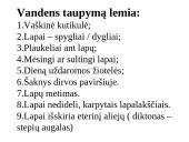 Medžiagų pernaša lapuose 13 puslapis