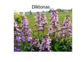 Medžiagų pernaša lapuose 14 puslapis