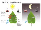 Medžiagų pernaša lapuose 15 puslapis