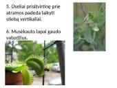 Medžiagų pernaša lapuose 3 puslapis