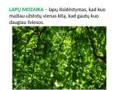 Medžiagų pernaša lapuose 4 puslapis