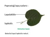 Medžiagų pernaša lapuose 5 puslapis