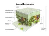 Medžiagų pernaša lapuose 6 puslapis